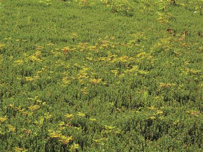 Laboratoire d'expertise et de diagnostic en phytoprotection - MAPAQ