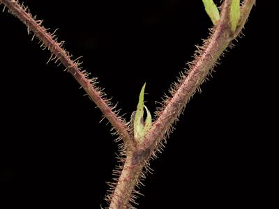 Laboratoire d'expertise et de diagnostic en phytoprotection - MAPAQ
