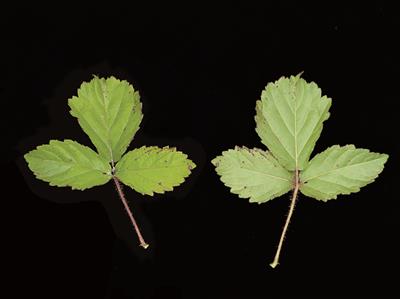 Laboratoire d'expertise et de diagnostic en phytoprotection - MAPAQ
