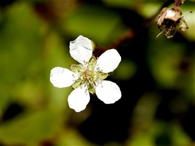Laboratoire d'expertise et de diagnostic en phytoprotection - MAPAQ