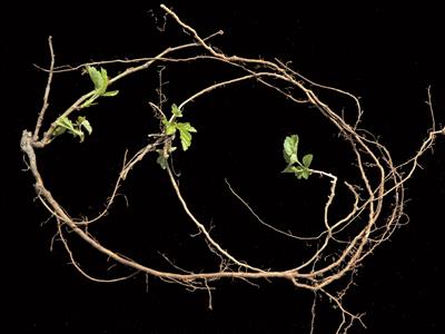 Laboratoire d'expertise et de diagnostic en phytoprotection - MAPAQ
