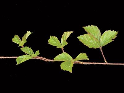 Laboratoire d'expertise et de diagnostic en phytoprotection - MAPAQ