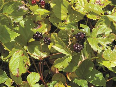 Laboratoire d'expertise et de diagnostic en phytoprotection - MAPAQ