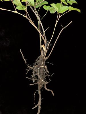 Laboratoire d'expertise et de diagnostic en phytoprotection - MAPAQ