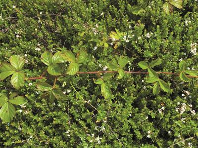 Laboratoire d'expertise et de diagnostic en phytoprotection - MAPAQ