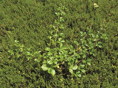 Laboratoire d'expertise et de diagnostic en phytoprotection - MAPAQ
