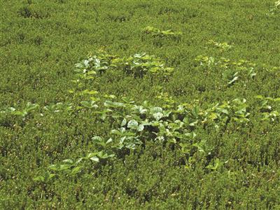 Laboratoire d'expertise et de diagnostic en phytoprotection - MAPAQ
