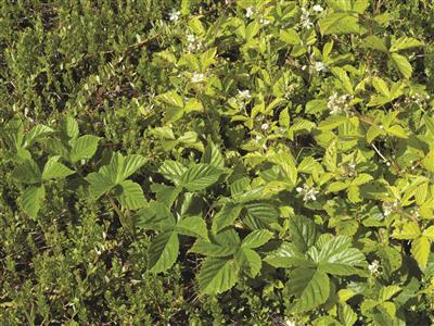 Laboratoire d'expertise et de diagnostic en phytoprotection - MAPAQ