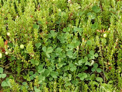 Laboratoire d'expertise et de diagnostic en phytoprotection - MAPAQ