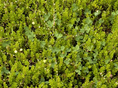 Laboratoire d'expertise et de diagnostic en phytoprotection - MAPAQ