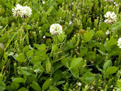 Laboratoire d'expertise et de diagnostic en phytoprotection - MAPAQ