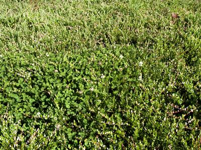 Laboratoire d'expertise et de diagnostic en phytoprotection - MAPAQ