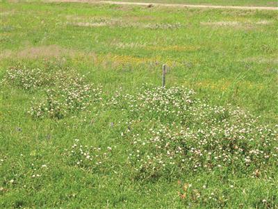 Laboratoire d'expertise et de diagnostic en phytoprotection - MAPAQ