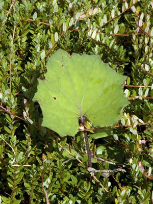 Laboratoire d'expertise et de diagnostic en phytoprotection - MAPAQ