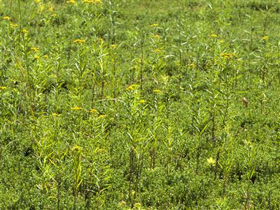 Laboratoire d'expertise et de diagnostic en phytoprotection - MAPAQ