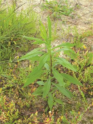 Laboratoire d'expertise et de diagnostic en phytoprotection - MAPAQ