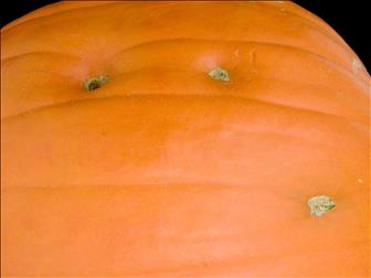 Laboratoire d'expertise et de diagnostic en phytoprotection - MAPAQ
