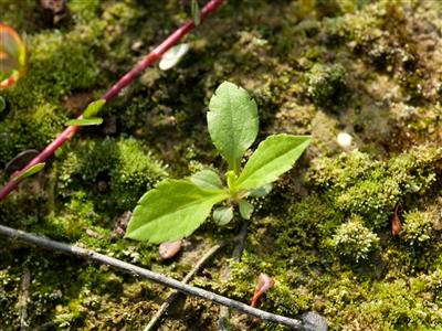 Laboratoire d'expertise et de diagnostic en phytoprotection - MAPAQ