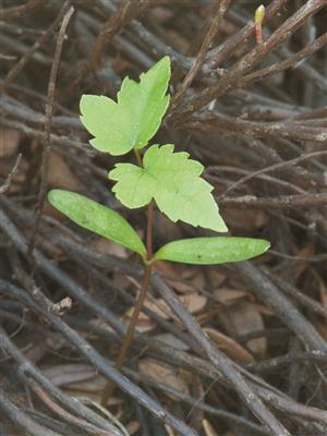 Laboratoire d'expertise et de diagnostic en phytoprotection - MAPAQ