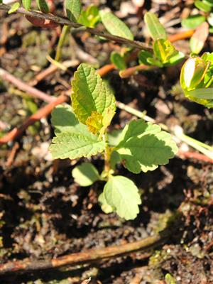 Laboratoire d'expertise et de diagnostic en phytoprotection - MAPAQ