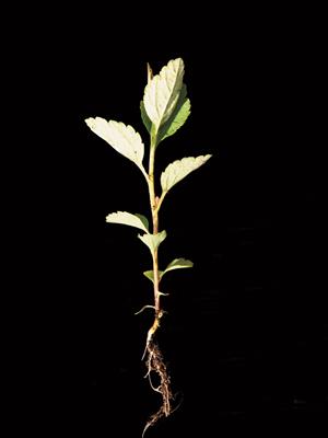 Laboratoire d'expertise et de diagnostic en phytoprotection - MAPAQ