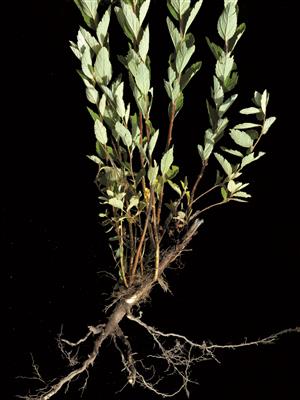 Laboratoire d'expertise et de diagnostic en phytoprotection - MAPAQ
