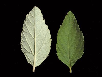 Laboratoire d'expertise et de diagnostic en phytoprotection - MAPAQ