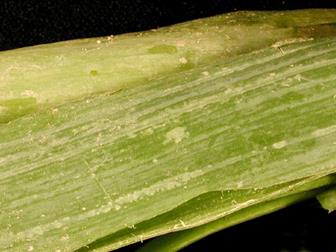 Laboratoire d'expertise et de diagnostic en phytoprotection - MAPAQ