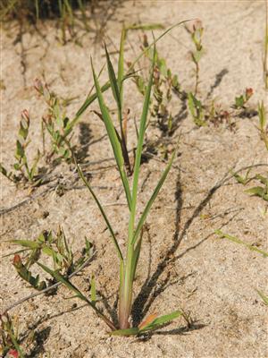 Laboratoire d'expertise et de diagnostic en phytoprotection - MAPAQ