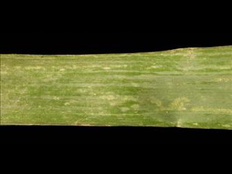 Laboratoire d'expertise et de diagnostic en phytoprotection - MAPAQ