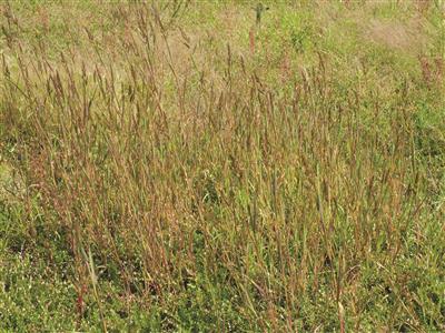 Laboratoire d'expertise et de diagnostic en phytoprotection - MAPAQ