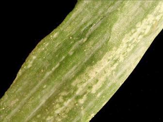 Laboratoire d'expertise et de diagnostic en phytoprotection - MAPAQ