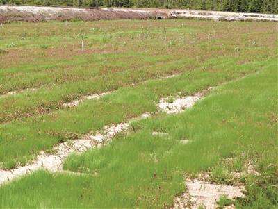 Laboratoire d'expertise et de diagnostic en phytoprotection - MAPAQ