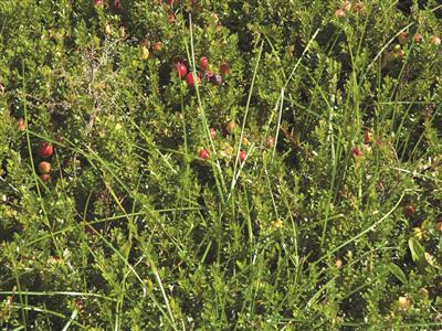 Laboratoire d'expertise et de diagnostic en phytoprotection - MAPAQ