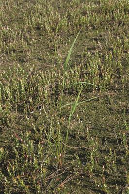 Laboratoire d'expertise et de diagnostic en phytoprotection - MAPAQ