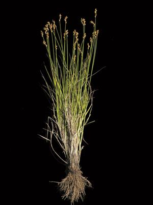 Laboratoire d'expertise et de diagnostic en phytoprotection - MAPAQ