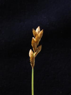 Laboratoire d'expertise et de diagnostic en phytoprotection - MAPAQ