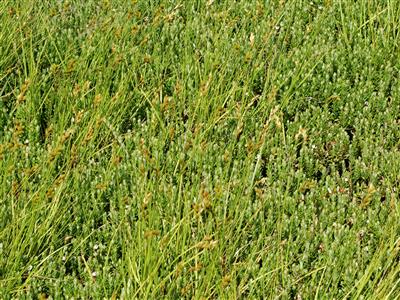 Laboratoire d'expertise et de diagnostic en phytoprotection - MAPAQ
