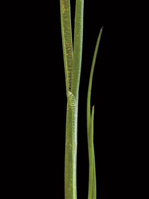 Laboratoire d'expertise et de diagnostic en phytoprotection - MAPAQ