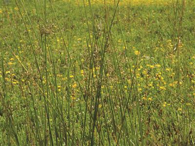 Laboratoire d'expertise et de diagnostic en phytoprotection - MAPAQ