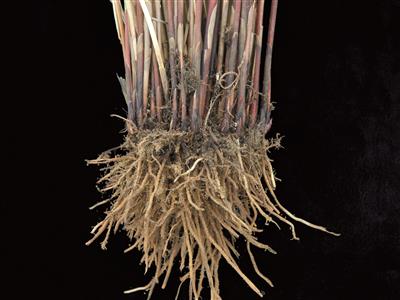 Laboratoire d'expertise et de diagnostic en phytoprotection - MAPAQ