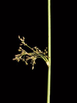Laboratoire d'expertise et de diagnostic en phytoprotection - MAPAQ