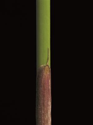 Laboratoire d'expertise et de diagnostic en phytoprotection - MAPAQ