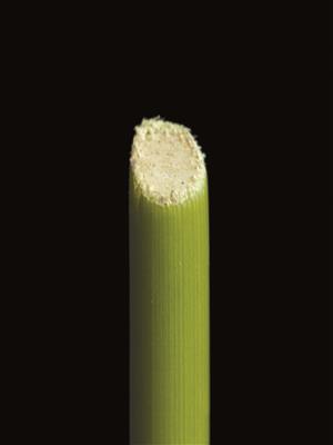 Laboratoire d'expertise et de diagnostic en phytoprotection - MAPAQ