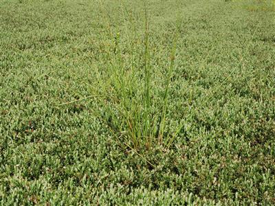 Laboratoire d'expertise et de diagnostic en phytoprotection - MAPAQ