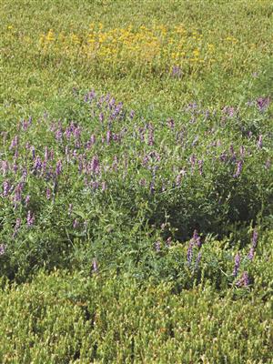 Laboratoire d'expertise et de diagnostic en phytoprotection - MAPAQ