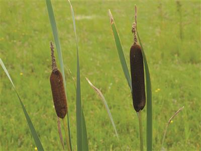 Laboratoire d'expertise et de diagnostic en phytoprotection - MAPAQ