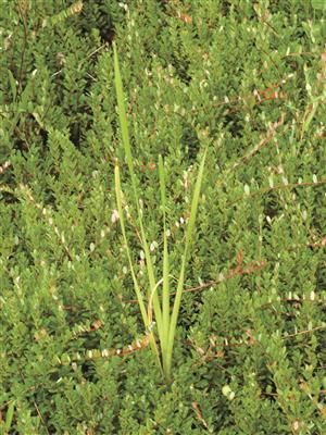 Laboratoire d'expertise et de diagnostic en phytoprotection - MAPAQ
