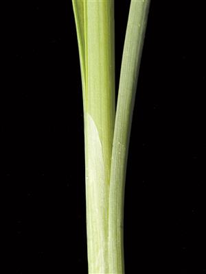 Laboratoire d'expertise et de diagnostic en phytoprotection - MAPAQ