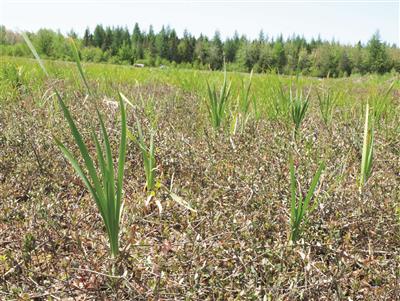 Laboratoire d'expertise et de diagnostic en phytoprotection - MAPAQ